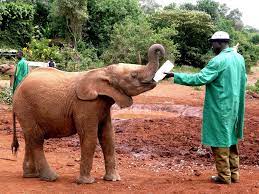 Exclusive Savannah Safaris gallery